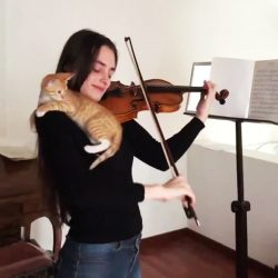 Melodía para un gatito