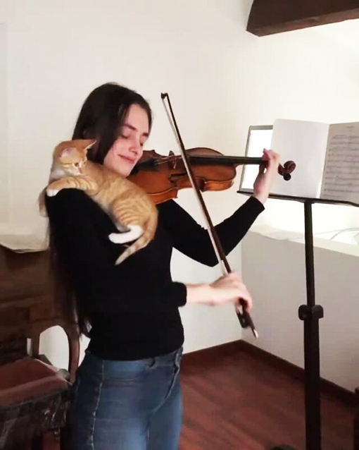 Melodía para un gatito